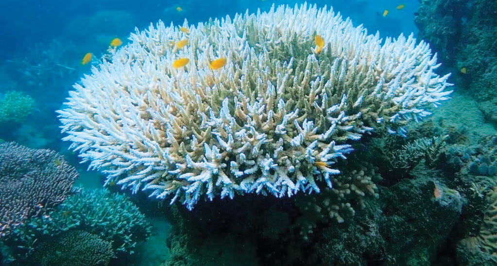 «المرجان الأبيض» .. ظاهرة تهدد البيئة