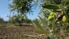زراعة المزار الشمالي تحذر مزارعي الزيتون من الأجواء الخماسينية