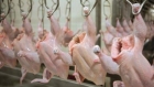 الصناعة والتجارة: لا مبرر لارتفاع سعر الدجاج