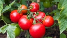 خبراء تغذية يوضحون الفرق بين الطماطم العضوية وغير العضوية