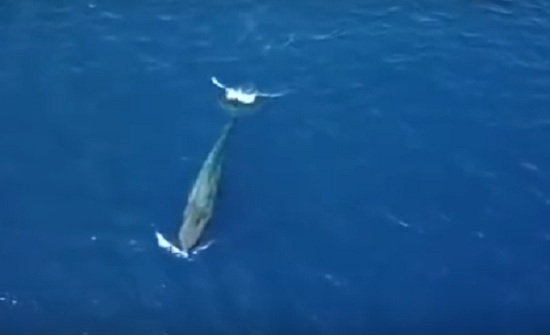 الحوت الأزرق في شواطئ العقبة.