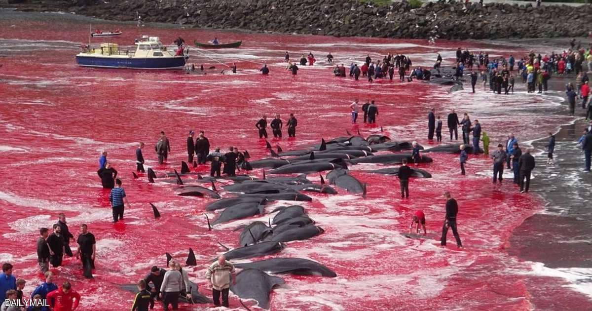 مذبحة حيتان تصبغ مياه المحيط الأطلسي بالأحمر.