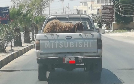 شاهد بالصورة ...  سيارة حكومية  في خدمة نقل  خراف  عيد الاضحى