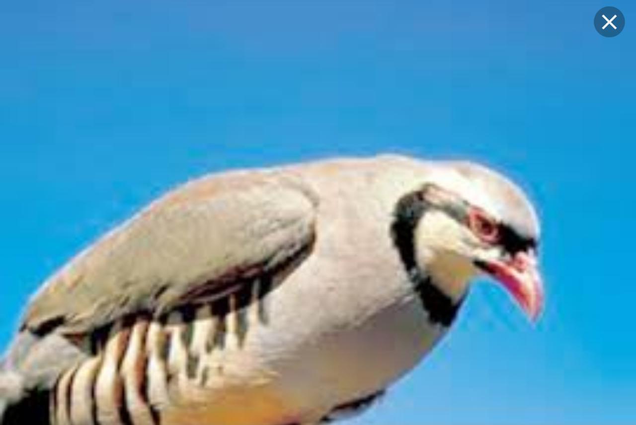 السجن لمهرب بيض طيور مهددة بالانقراض