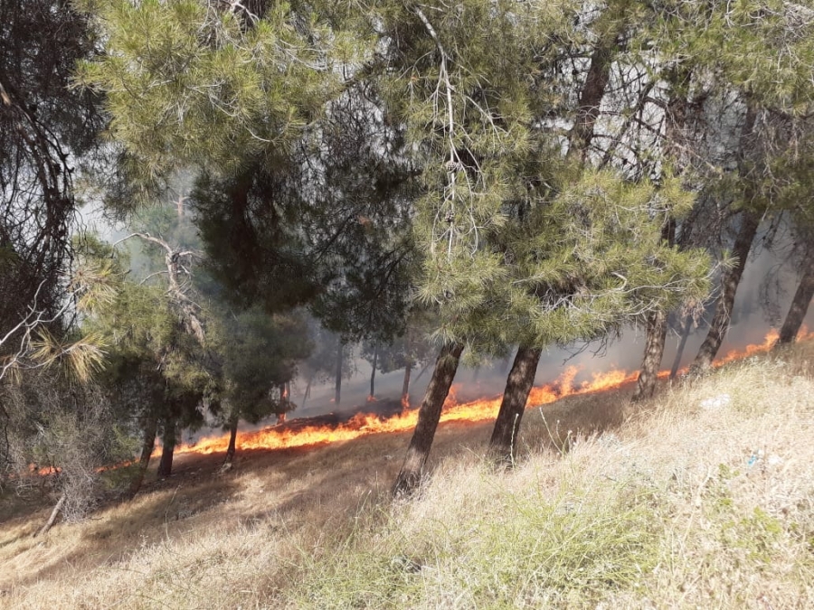 حريق ضخم في أراضي حرجية بثغرة عصفور...صور