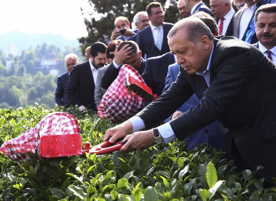 الشاي الأسود هو الأكثر شعبية في تركيا... تفاصيل أكثر