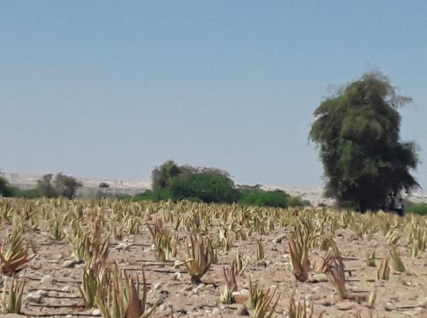 اطلاق مشروع زراعة نبتة الالوفيرا في الاردن