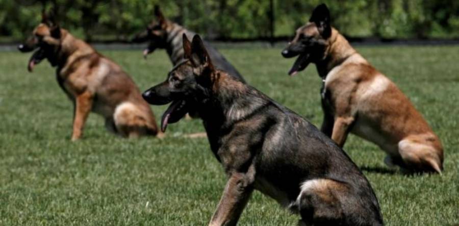 الكونغرس الأمريكي يسأل عن كلاب ماتت بالأردن