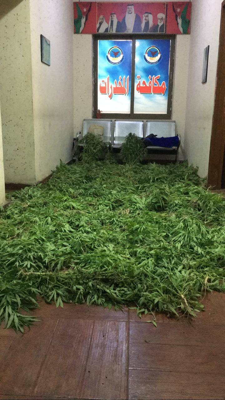 القبض على شخص وضبط 1300شتلة في البلقاء...صور