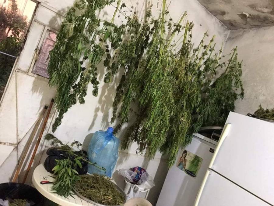 مكافحة المخدرات  تداهم شخصاً كان يزرع ’المارجوانا‘ بمنزله في البلقاء صور