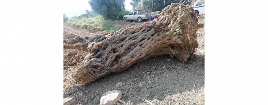 ضبط شخصان اعتديا على أشجار زيتون معمرة في كفرنجة