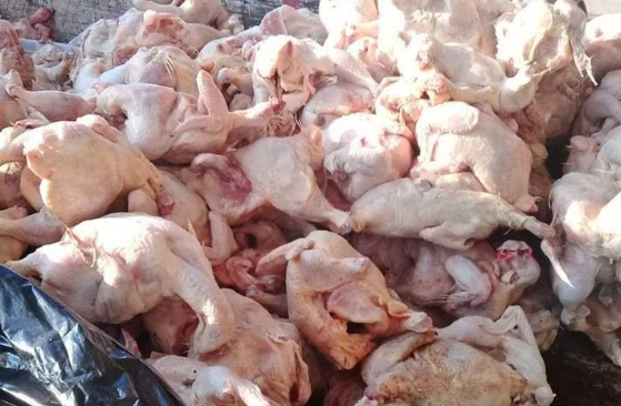 ضبط مركبة بداخلها دجاج فاسد بالاغوار الشمالية