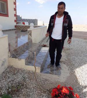 أفعى سامة تهاجم منزل مواطن في هاشمية معان ..