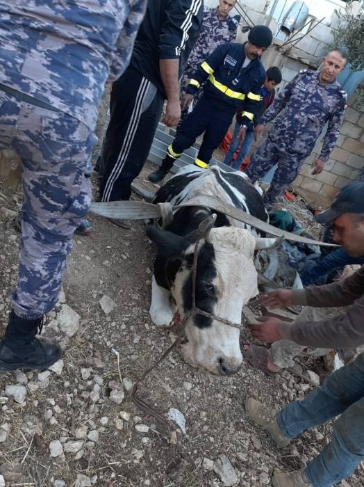 إنقاذ بقرة سقطت داخل حفرة في محافظة عجلون