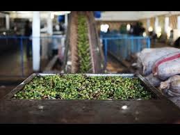 الزرقاء: إنذار 9 معاصر زيتون ومخالفة 13 مزرعة أبقار