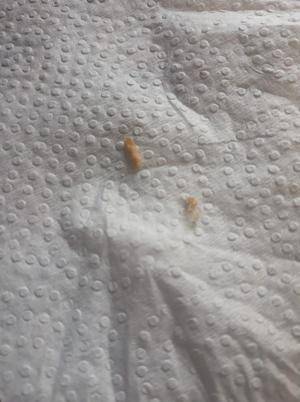 اربد : مؤسسة استهلاكية شهيرة تبيع حليب بالدود للمواطنين .. صور