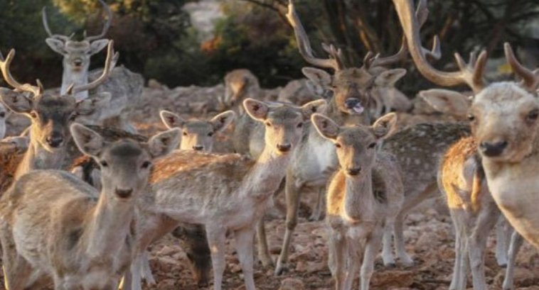 عاجل : براءة 4 موظفين من كبار وزارة الزراعة بقضية الغزلان في جرش