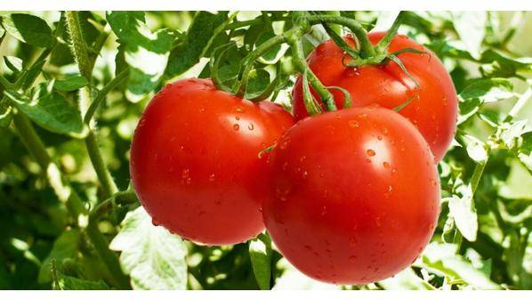 الزراعة تؤكد سلامة البندورة في السوق المحلي