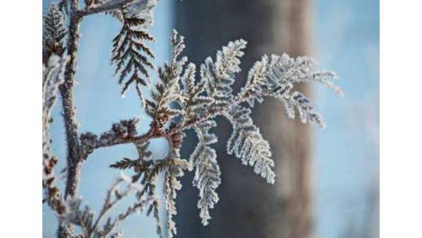 الأرصاد الجوية تحذر من احتمال تشكل الصقيع خلال ساعات الصباح الباكر