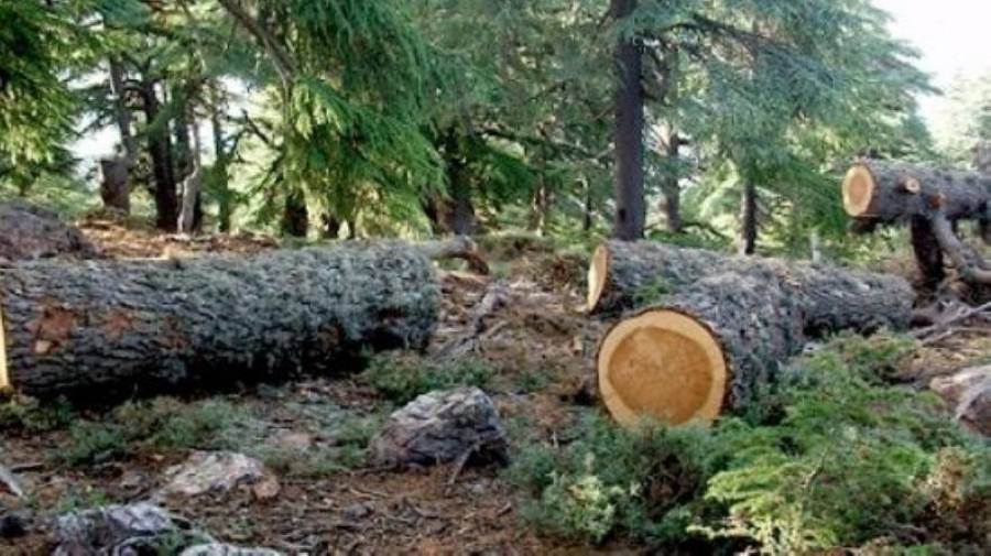 كفالة بـ 100 ألف دينار على معتد قطع اشجارا حرجية