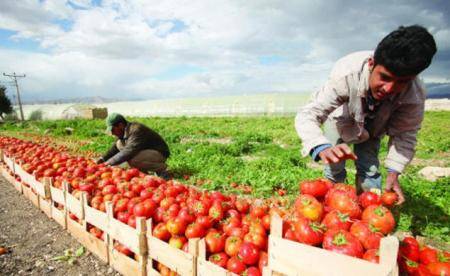 مزارعو اغوار الكرك يرفضون مشروع ساحة الصادرات