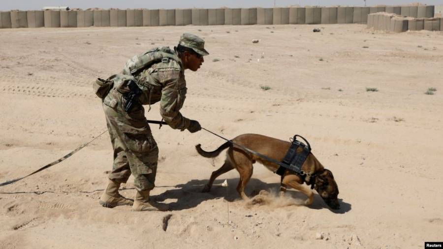 أمريكا توقف إرسال الكلاب المدرّبة على كشف المتفجرات الى الأردن .. تفاصيل