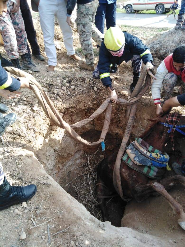 الدفاع المدني ينقذ حصان وقع داخل حفرة في عراق الأمير