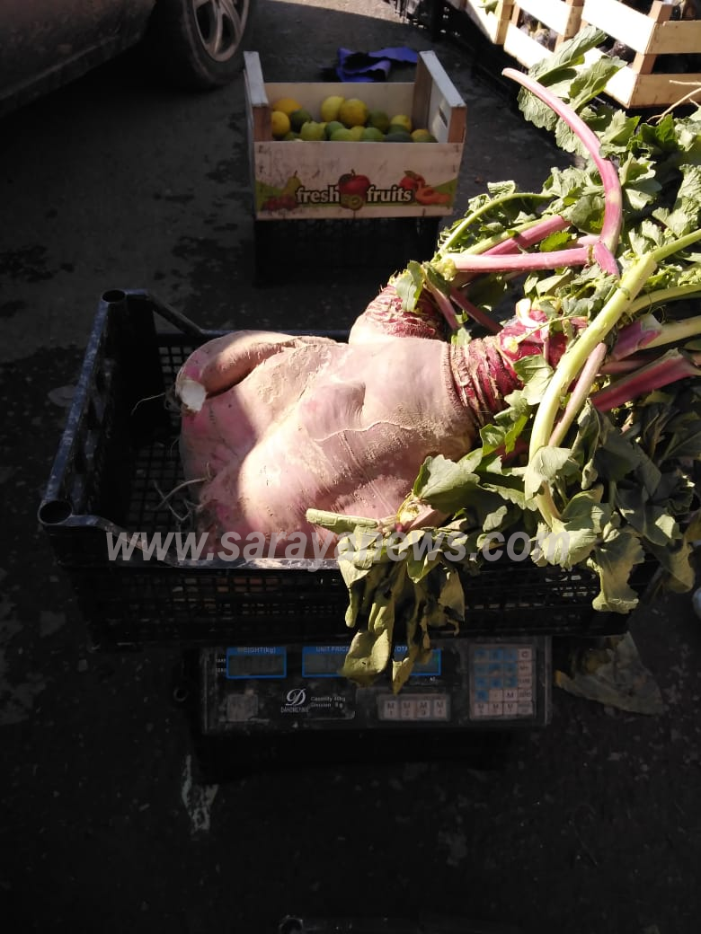 خيرات الاردن: راس فجل يزن 11 كغم بعجلون