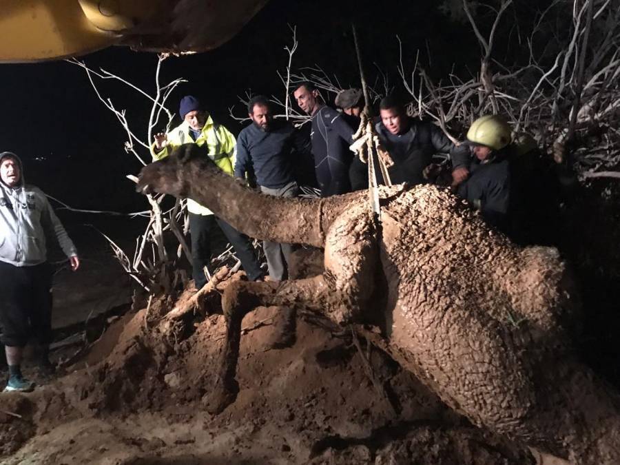 الدفاع المدني ينقذ سقوط جمل في وحل طيني بمنطقة سويمة.. صور