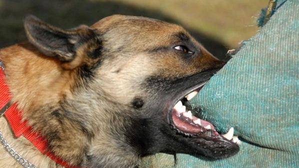 كلب ضال ينهش رأس طفلة في الكرك