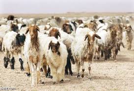 استغلال معظم السدود الترابية والحفائر في المفرق لسقاية المواشي