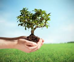 انطلاق حملة بصمة خضراء لزراعة الأشجار في مادبا