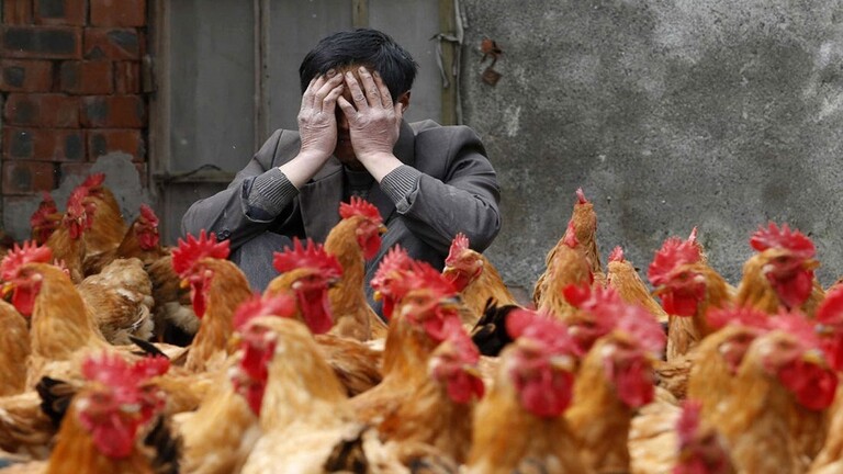 بعد كورونا.. فيروس إنفلونزا الطيور يتفشى مجددا في الصين