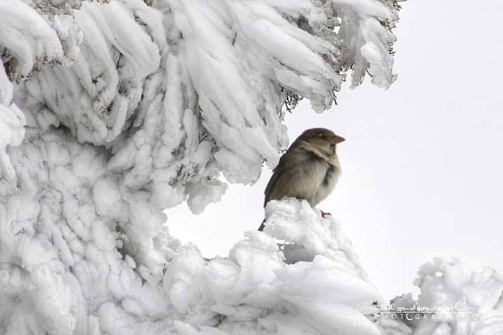 تأخير دوام الموظفين في الشوبك ووادي موسى