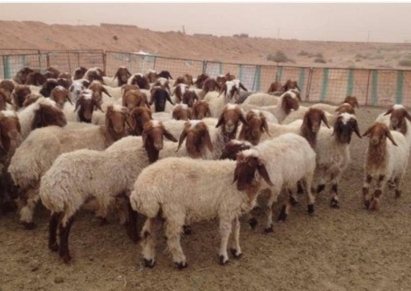 الأمن العام  القبض على سارق 180 راس غنم في المفرق