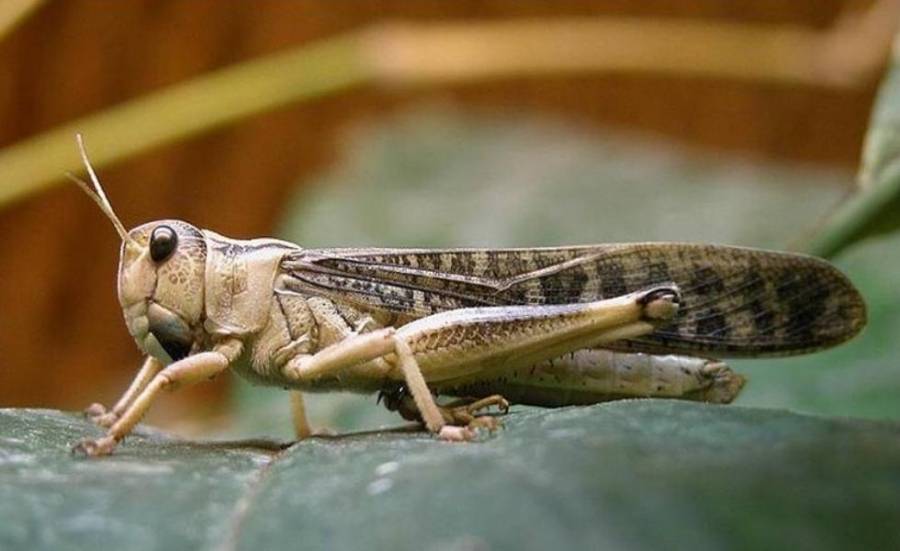 الشحاحدة يؤكد الجاهزية لمواجهة الجراد الصحراوي