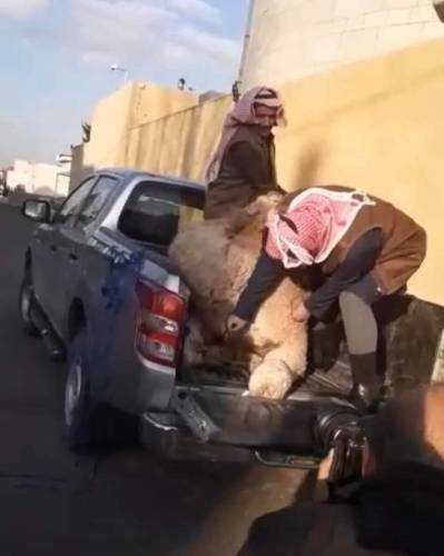 مواطن ينحر ناقة امام السفارة القطرية بالتزامن مع وصول امير قطر تميم بن حمد