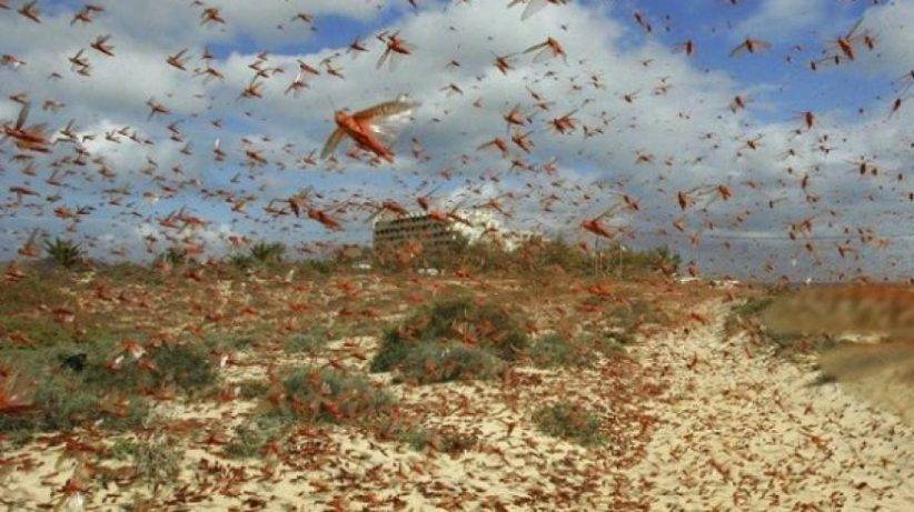 الأردن: خطر الجراد يزداد