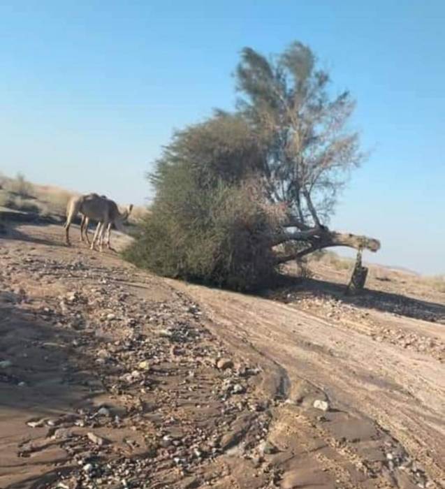 اشجار وادي عربة المعمرة  تعاني خطر الزوال نتيجة للاحتطاب الجائر