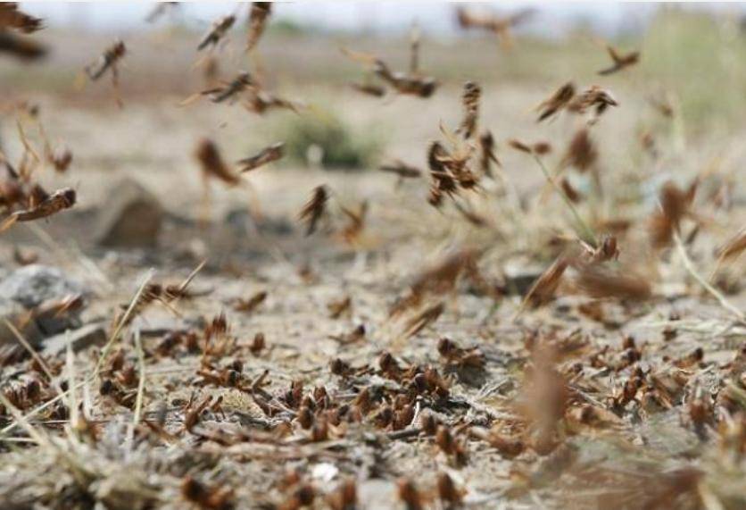 وزارة الزراعة: الخطر ما يزال قائما في احتمالية وصول اسراب من الجراد للمملكة