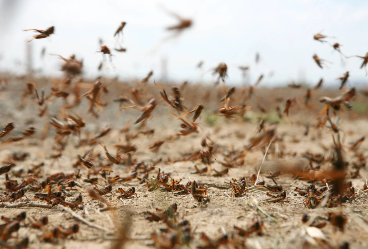 الزراعة: وصول الجراد للمملكة مرهون بارتفاع الحرارة وتغير اتجاه الرياح