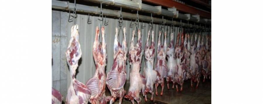 يعرض مسلخ عمان اليوم الخميس 4000 رأس من الأغنام و250 رأسا من العجول و150 طنا من اللحوم المفرغة من الهواء المستوردة.