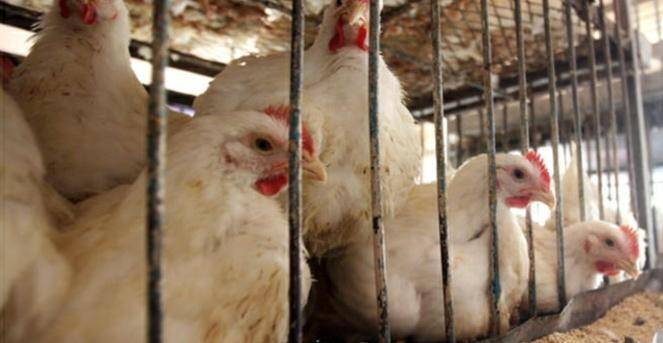 أمانة عمان: اغلاق تحفظي 542 واغلاق نتافة دجاج و29 مخالفة