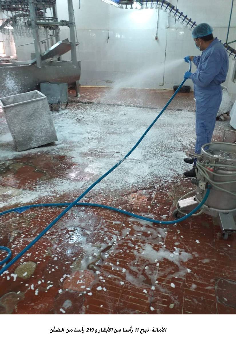 الأمانة: ذبح 11 رأسا من الأبقار و 219 رأسا من الضأن