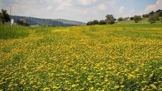 أجواء ربيعية لطيفة الجمعة