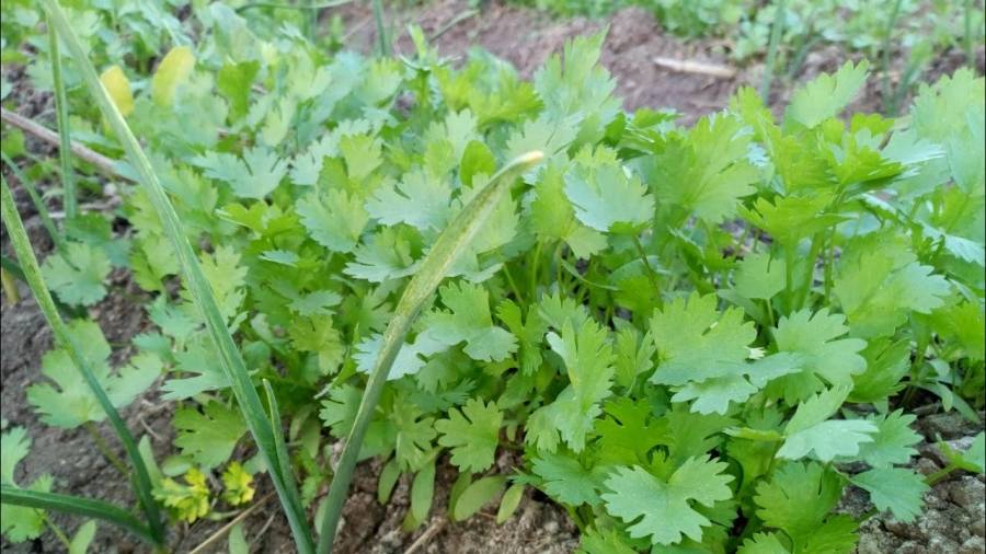 منع بيع الجرجير و البقدونس والنعنع في جرش حفاظاً على السلامة العامة .. تفاصيل