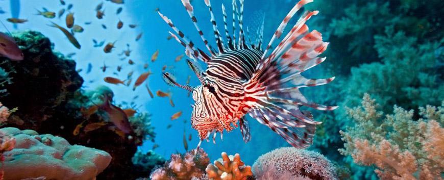 As coral reefs pale worldwide, Aqaba’s reefs show unique resistance to global phenomenon