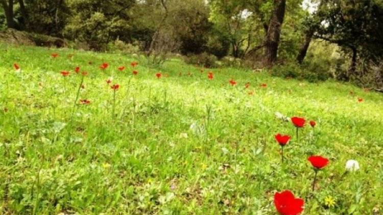 ارتفاع قليل على درجات الحرارة وأجواء ربيعية للأيام الثلاثة القادمة