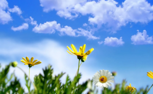 الإثنين .. أجواء ربيعية دافئة بأغلب المناطق