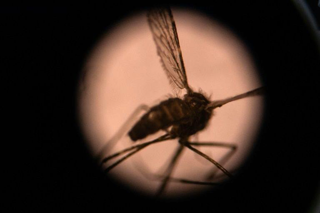 WHO warns malaria deaths could double during virus pandemic